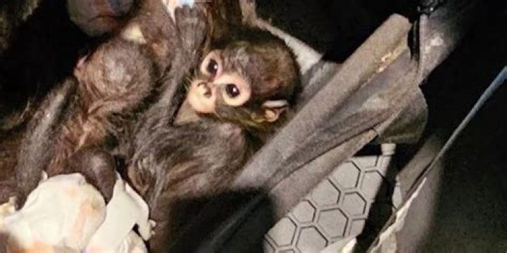 Bodycam shows Oregon police kill pet chimpanzee after attacking owners