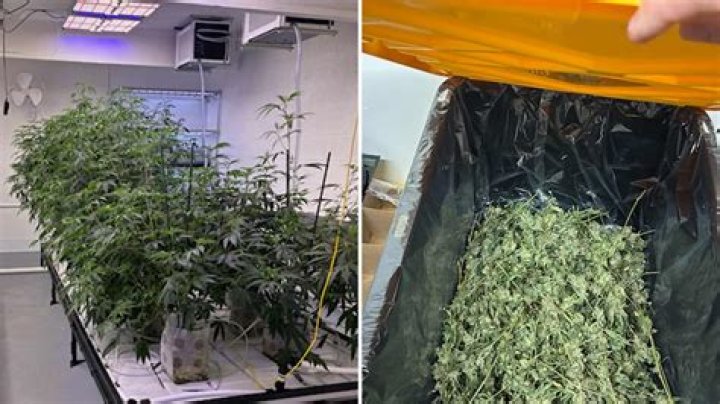 Illegal marijuana operation busted, hundreds of pounds seized and destroyed