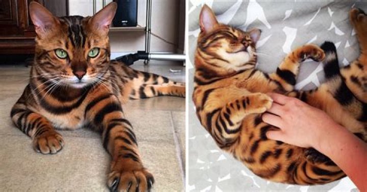 Meet bengal cat Thor – whose incredible fur is taking the internet by storm