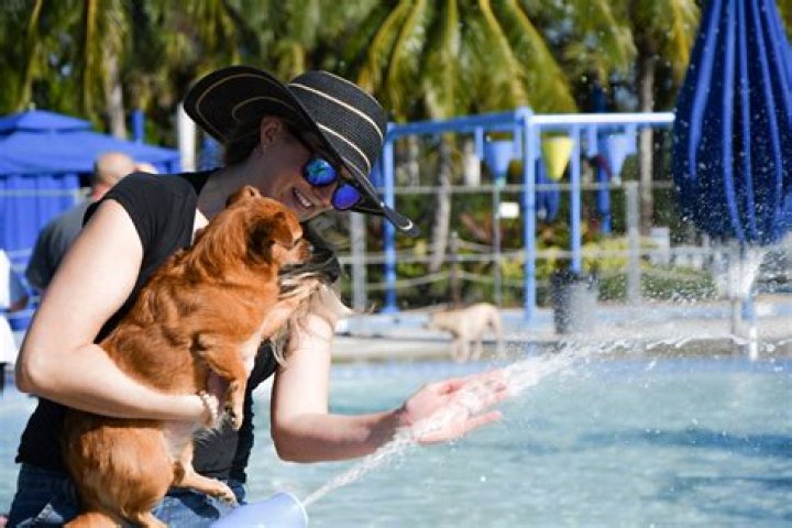Pooch Plunge Makes a Splash in Stuart